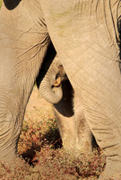 Elephant Calf, Botswana