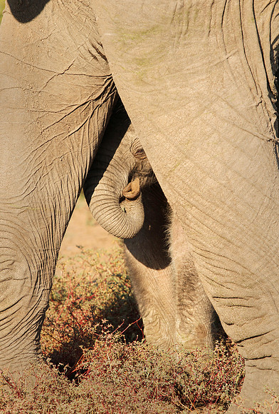 Elephant Calf, Botswana