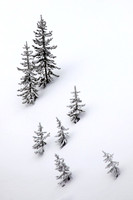 Yellowstone Forest