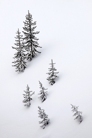 Yellowstone Forest