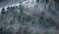 Bhutan Forest