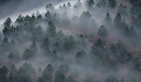Bhutan Forest