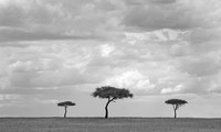 Serengeti Day