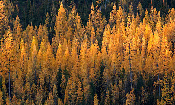 Larch, Western Montana