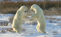 Polar Bear Dance
