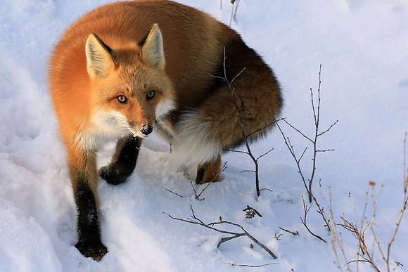 Red Fox on the Hunt