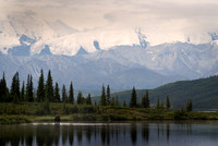Bull Moose Denali N.P.