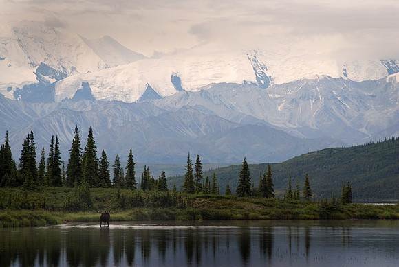 Bull Moose Denali N.P.