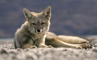 Fox, Patagonia
