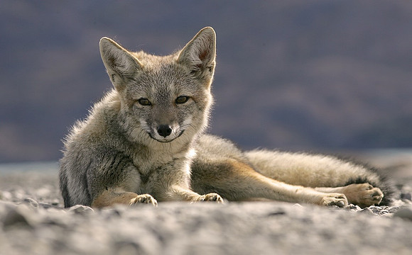 Fox, Patagonia