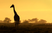 Giraffe in Sunrise, Tanzania