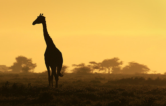 Giraffe in Sunrise, Tanzania