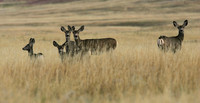 Alert Mule Deer