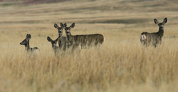 Alert Mule Deer