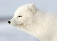 Arctic Fox, Churchill Manitoba