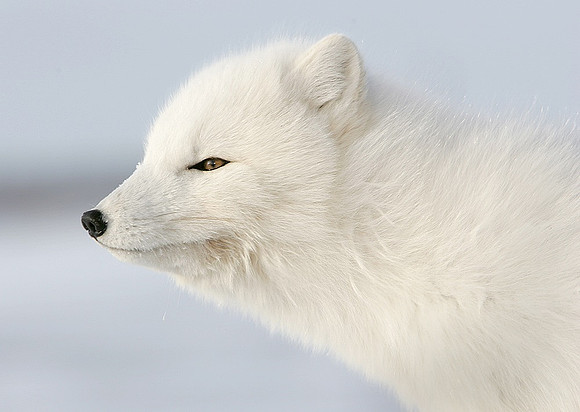 Arctic Fox, Churchill Manitoba