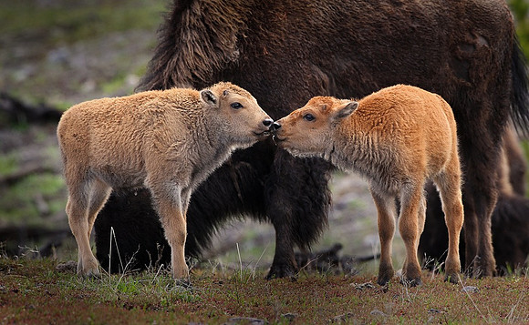 Bison Calves