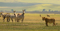 On the Hunt, Tanzania