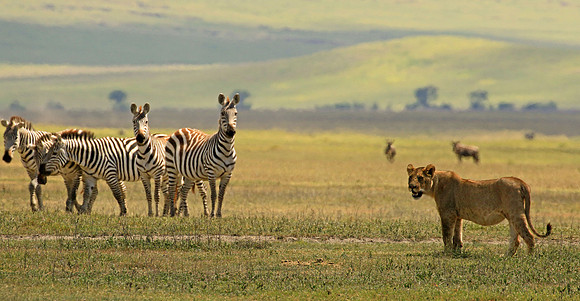 On the Hunt, Tanzania