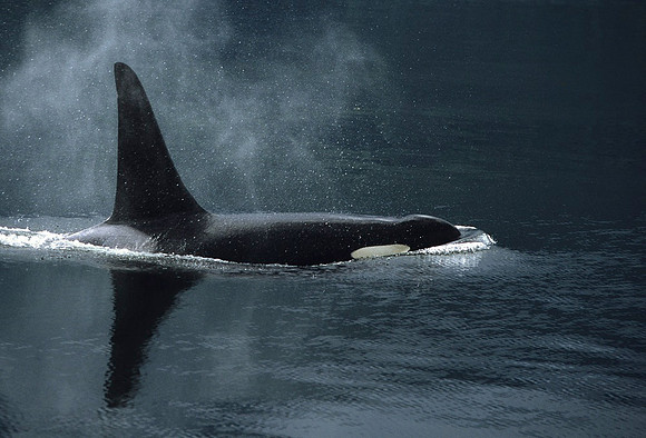 Orca, British Columbia