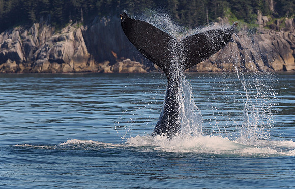 North Pacific Humpback Whale, Kenai National Park, Alaska