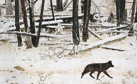 Black Wolf, Traveling