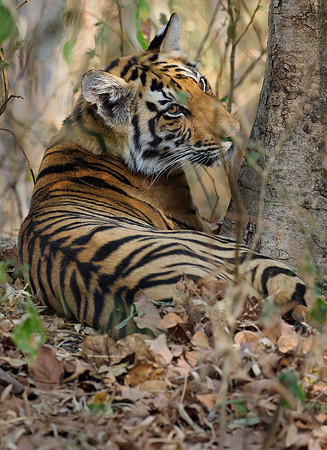 Tiger at Midday.