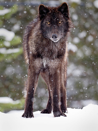 Black Wolf, Feared, Revered and Maligned