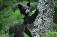 Black Bear, British Columbia