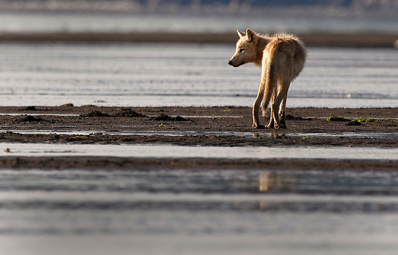 Coast Wolf #1