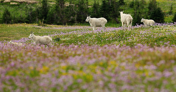 Goats in Blooms