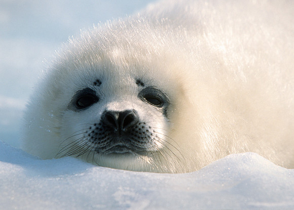 Harp Seal Pup, Gulf of St. Lawrence Canada