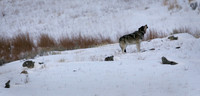 Yellowstone Wolf