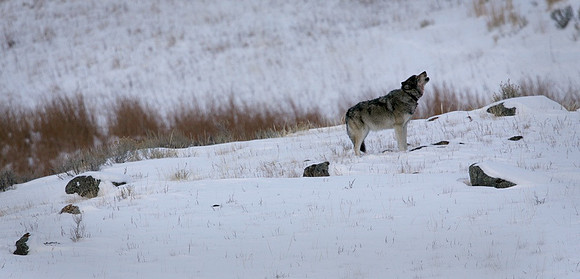 Yellowstone Wolf