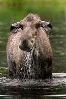 Moose Pond #1