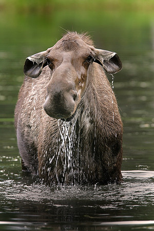 Moose Pond #1