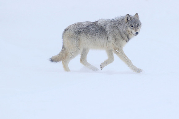 Running Wolf