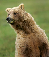 Denali Grizzly