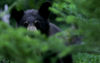 Hidden Black Bear, British Columbia