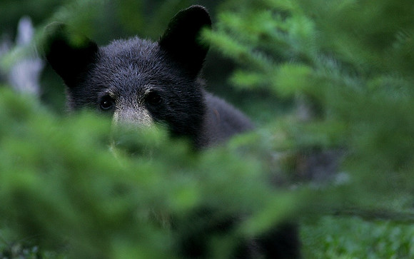 Hidden Black Bear, British Columbia