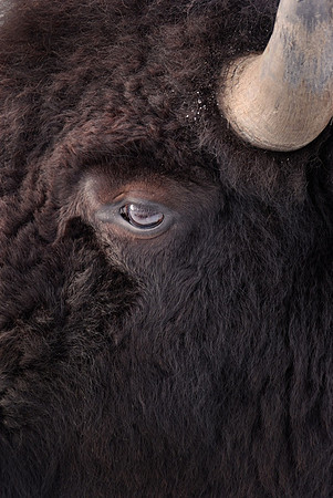 Bison Yellowstone N.P.