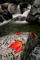 Forest Stream, British Columbia