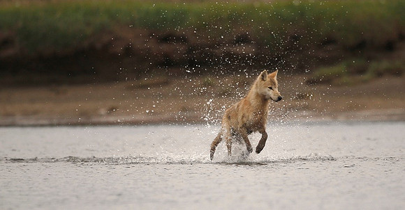 Coast Wolf #2