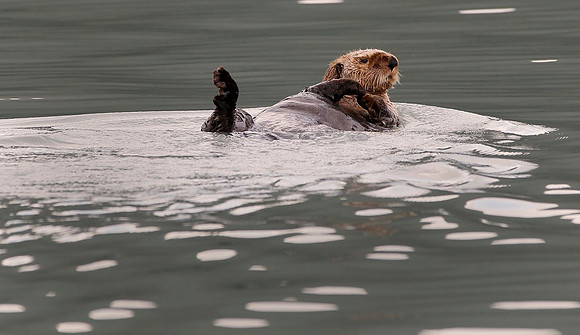 Sea Otter, Alaska
