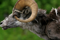 Stone Sheep