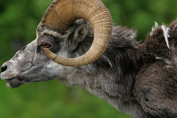 Stone Sheep