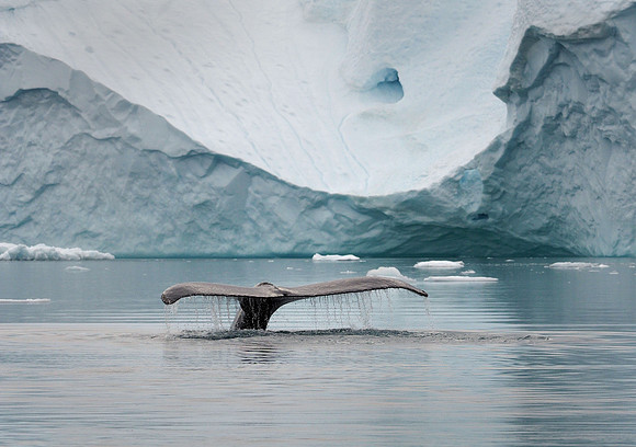 Bottoms Up, East Greenland