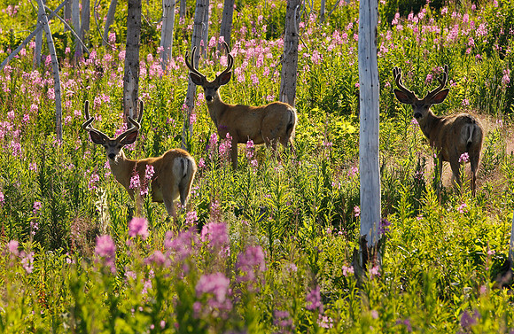 Three Bucks, Montana