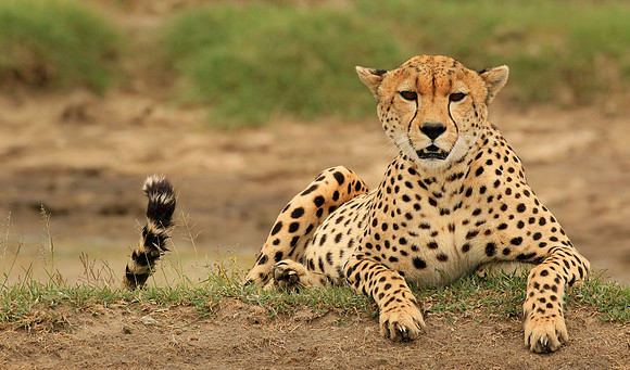 Resting Cheetah