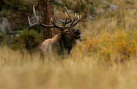 Bull Elk, Rocky Mountain N.P.